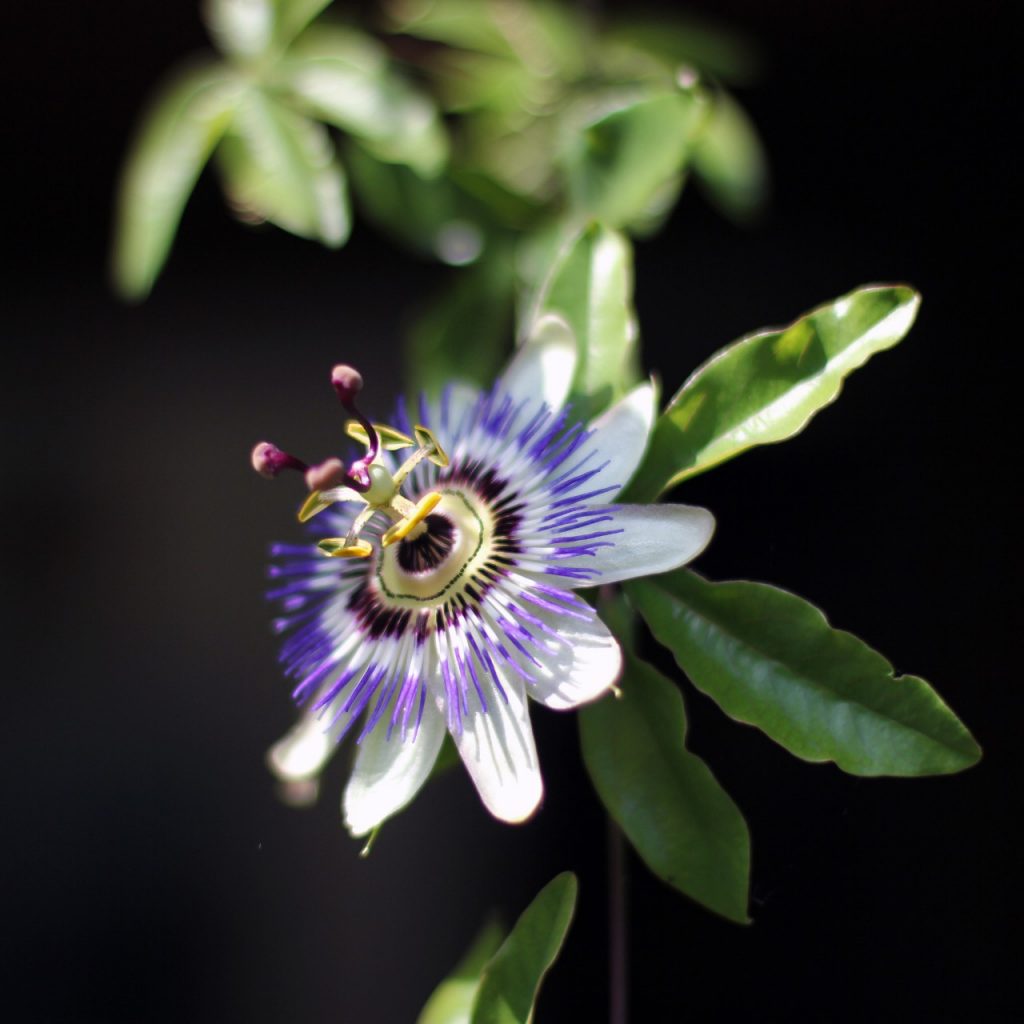 Passionsblume gegen Angst und Panik Helsana