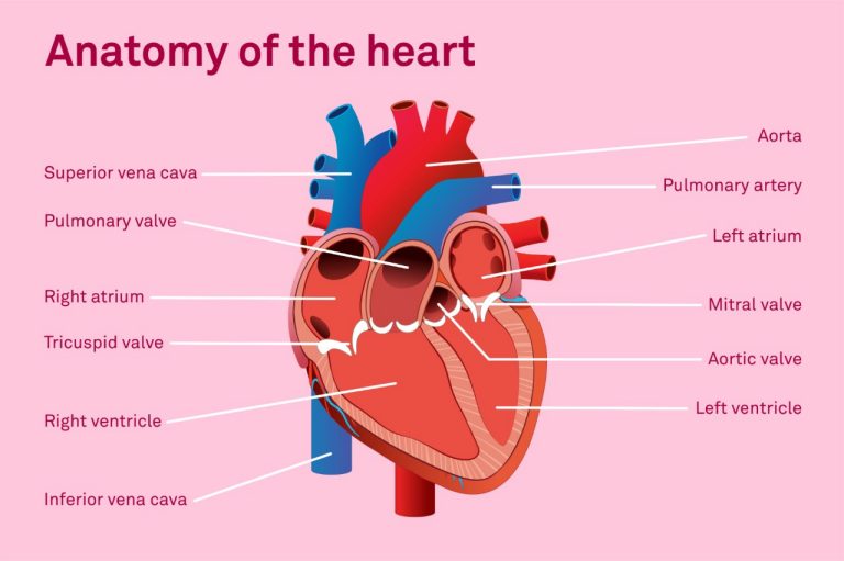 Structure and anatomy of the heart