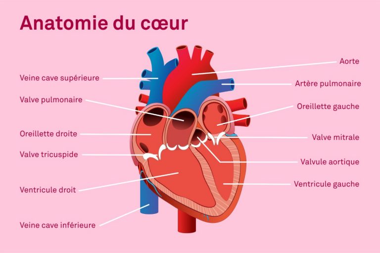 Structure et anatomie du cœur