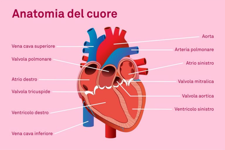 Struttura e anatomia del cuore